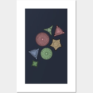 Diatoms - Marine Biology Art Posters and Art